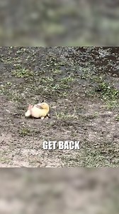 65K views · 518 reactions | Brave Little Duckling Overcomes a Scary Fall #Ducklings #BabyAnimals #Wildlife #Heartwarming #Inspiration #ViralMoment | Animals Behavior | Facebook