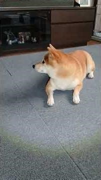 Playing with a flashlight