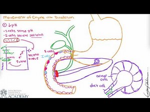 Duodenum and Accessory Organs