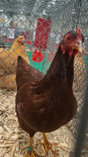 Rhode-Island naine rouge acajou - Femelle - Exposition de Herning au Danemark 🇩🇰🐔