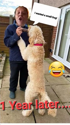 #cockapoos #funny #shorts #dogs #wholetthedogsout