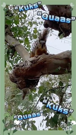 "Kuks & Quaas" - Squirrels Use Alarm Calls to Warn Others of Danger | #wildlife #animals #predator