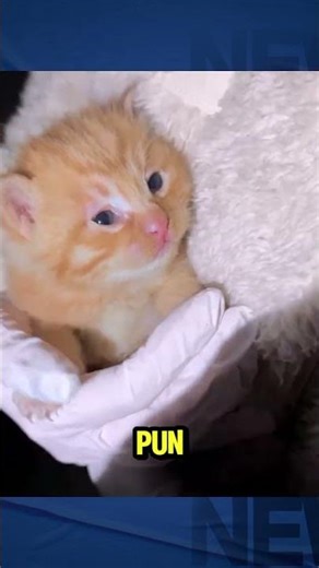 Induk dan anak kucing terlantar di temukan didalam gudang #kucing #cat #shorts