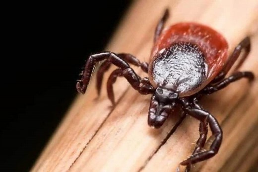 Ticks Are Troublesome, So Let's Meet the Animals That Eat Them