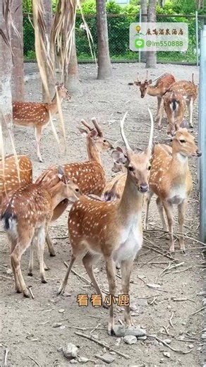 熱氣球、溫泉、小鹿、美食全在這！鹿鳴溫泉酒店 | 台東吃住玩樂全攻略｜台東旅遊推薦