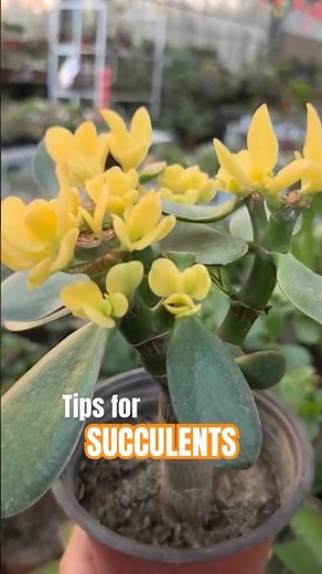 Prune Jade Plant for MORE Branches! 🌱 Encourage Bushy New Growth