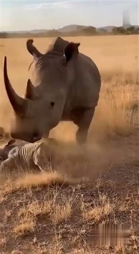 Rhino vs Lions — Mother's Fierce Defense #animals #wildlife