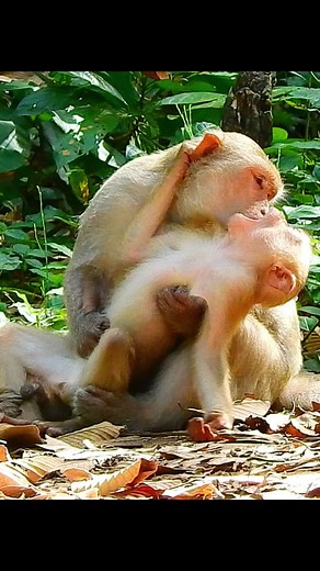 Monkey Love: Funny and Cute Monkey Mating Behavior Explained