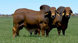 Masculinity, stong toplines and lots of beef. Come and get you Red Brahman bull on our production sale the 4th of November 2020. #brahman #brahmansa #productionsale | Kroon Vee Brahmans