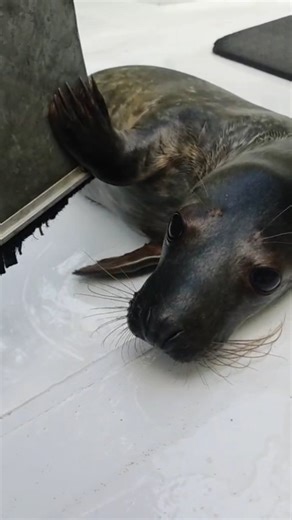 Knock knock! Who's there? Elmer! Elmer who? Elmer-be packing my bags for the West Coast soon!🦭🧳 ... Okay, that was a terrible attempt at a pun. But it is nearly time for us to say goodbye to Elmer, the exhausted grey seal pup that was found outside a cafe on the Isle of Wight, rescued and transferred to us by British Divers Marine Life Rescue Likely born in Cornwall and washed eastwards in stormy weather, Elmer is probably our earliest ever grey seal pup at Mallydams. Because of how early he i