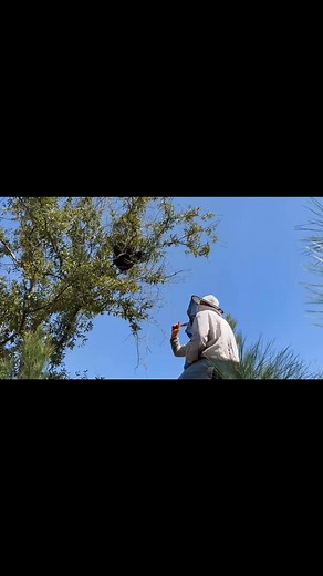 Shooting a Swarm down out of a tree! | Bee Wild Raw Honey