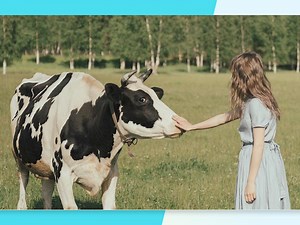 Cuddle A Cow To Beat Stress: Know All About The Wellness Trend