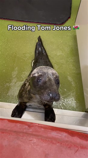 Rehabilitation Steps for Pups Returning to the Wild