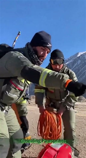 A cliffside crisis. The herding dog raced for help, leading to a daring mountain rescue. #shorts