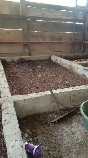 Panen#sbsgroup #maggotbsf