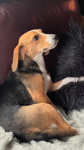 4.4K reactions · 73 shares | Poppy uses her cuteness! Everyday at gym time Poppy tries to talk me out of going to the crate. No I don’t want her to eat all of the pillows haha 冀冀 First The Beagle Alliance rescue beagle. First foster fail. Miss January on our 2026 calendar. https://thebeaglealliance.org/shop/ #goodtroubleincanada #dogsknownoborders #onebeagleatatime #labtolove #thebeaglealliance #beagles #crueltyfreecanada #beaglesofinstagram | The Beagle Alliance | Facebook