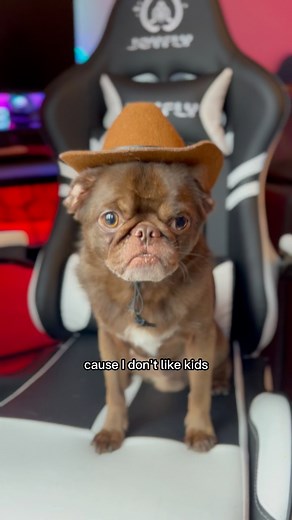 278K views · 10K reactions | Is there a career suitable for Derek? What could it be? 類 Don’t forget to follow! Credit to Jason banks#funny #dog #dogsofinstagram #dogcomedy #pug #dog #pugsofinstagram #WeeklyFluff #funnydogs #derek | Ollie Cutts | Facebook