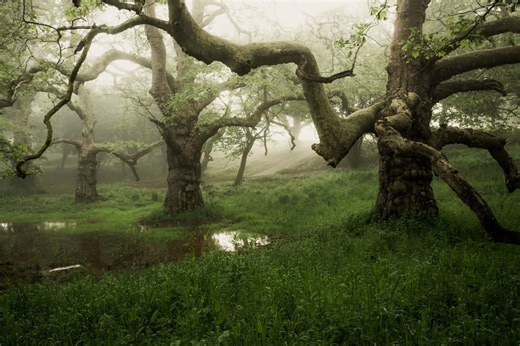 Beautiful butterfly and eerie treescape win National Park’s photo competition