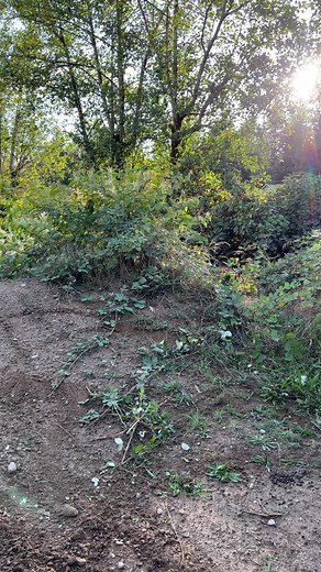 KLX140L Pit Bike Fun: Size Comparison for Riders