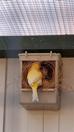 🥰The mother canary is feeding; she takes such good care of the chicks!🥳