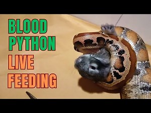 Rabbit vs blood python. #livefeeding sound on