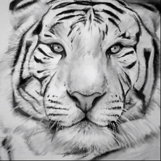 La beauté d'un tigre réaliste réalisé en dessin avec plusieurs techniques. | Jordan Molina [TutoDraw]