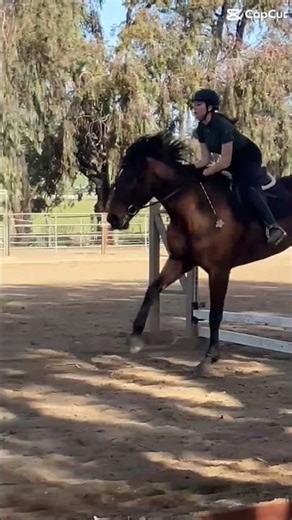 😔 the double was strided for a dif horse #horse #double #equestrian #stride