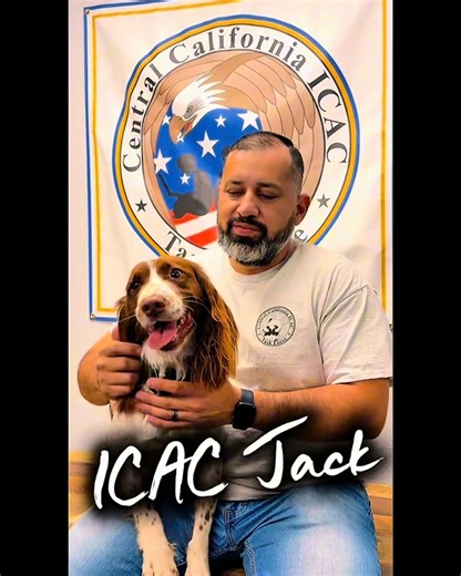 ICAC Jack is a 7 year old Springer Spaniel from Ireland and he has been working for the Fresno County Sheriff's Office since 2019. His specializes in serving as an electronics detection dog. ICAC is short for the Internet Crimes against Children Task Force. It is comprised of 68 federal, state and local law enforcement agencies spread throughout nine counties in the Central Valley. It is dedicated to protecting children online and investigating crimes committed against children, which are facili