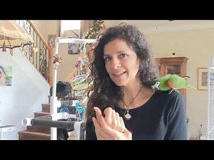 Hanh's Macaw Or African Grey Parrot? 🦜 Which I Would Pick