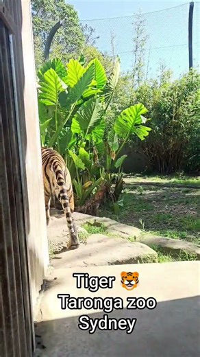tiger at Taronga zoo Sydney Australia full video in the comment box #australiadiaries #tarongazoo