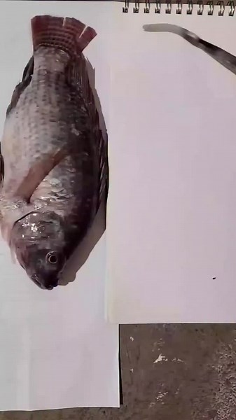Challenging Acrylic Fish Painting on Paper | Leo Manarang Quiambao
