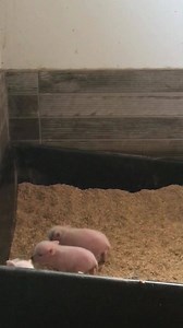 AZ Micro Mini Pigs | Facebook