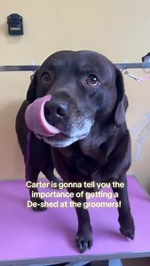 Time for some Deshed learning! #doggroomer #learn #doggrooming #deshedding #labrador | Posh Paws Queenstown | Facebook