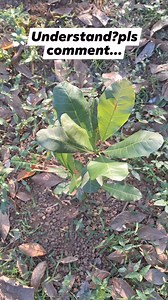 3.7K views · 13 reactions | #grafting #plant propagation method #plants #botany #agricultural video #video #Agri video #farmer #plants #viral video | Agricultural vlogs by Suneerkhan | Facebook