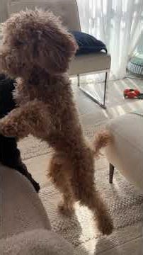 Schnauzer vs Poodle: The ultimate friendship test #dogs #wrestling #funny