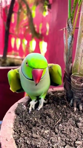 Cute Youtuber Mitthua 🤩🦜#shortvideos