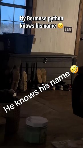 Burmese Python Recognizes Its Name: A Pet's Tale