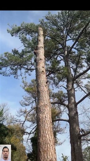 Cutting Down a Large Tree After Removing Branches 🌲⚙️
