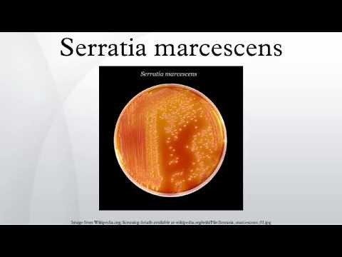Serratia marcescens