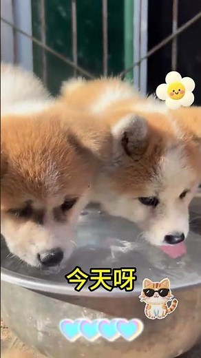 Why You Shouldn't Breed Dogs Too Often: A Must-Know for Cat Lovers