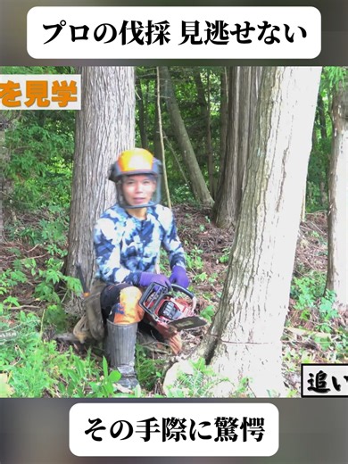 木の伐採を見学したらプロの技が見れた！(3/3) #木の伐採 #伐採作業 #プロの技 #林業 #重機作業 #チェーンソー #職人技 #作業風景 #アウトドア #迫力映像 #fyp #foryoupage❤️❤️ #trendingvideo #viral
