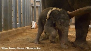 MEET 'TILLY'! This 345-pound female Asian elephant calf was born at the Houston Zoo early this morning -- just in time for Father's Day! 🐘💕 MORE: bit.ly/2LYOXU4 | FOX 26 Houston