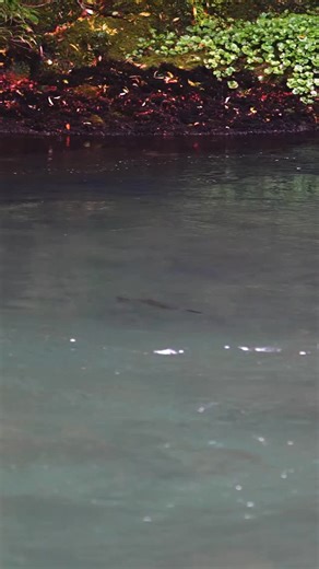 TOM’S TIPS // Should you fish your streamer downstream or strip it against the current? In this video Tom shares his reasoning for fishing from the back seat, and gives a few tips for more successful streamer fishing. With that said, you should read the scenario and behavior of the fish to determine what will work best on the water you are fishing! Thanks to our friends at @magicwaterspatagonialodge for the 🚣🏼‍♂️ , and @theofficialnewflyfisher for the 🎥 work. | Orvis Fly Fishing