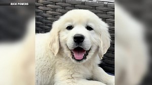 Family of famous Boston Marathon dog, Spencer, welcomes new puppy thanks to therapy dog nonprofit