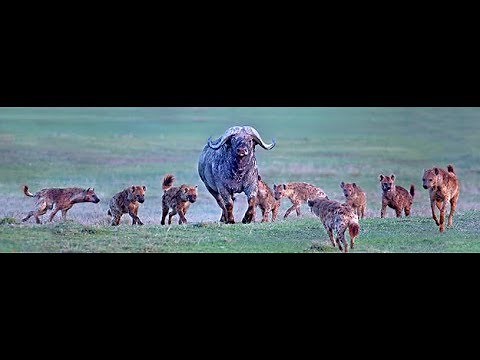 Hyena Bites the Buffalo by the Balls Then Eats Him Alive ►► Buffalo vs Hyena
