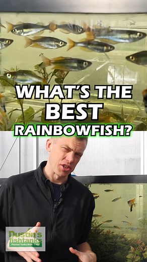 What's The Best Rainbowfish? Emerald Rainbowfish! What is your favorite Rainbowfish? TANK ON! #rainbow #rainbows #rainbowfish #fish #fishy #bestfish | Dustin's Fishtanks