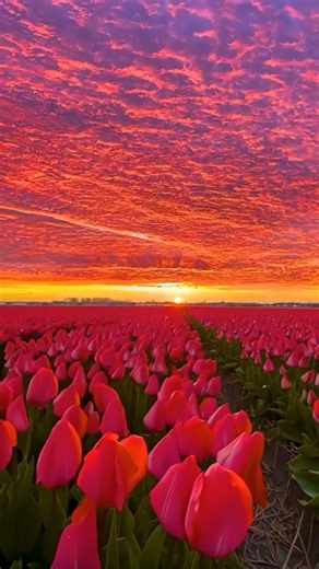 Incredible Sight: Tulip Fields at Sunset #Tulips #Sunset #Nature #Flowers #SpringVibes