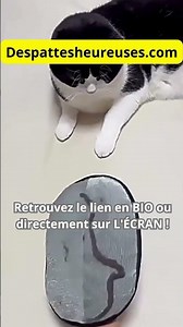 L'accessoire CHAT de l'année ! 🔥 #shorts #chat #animaux