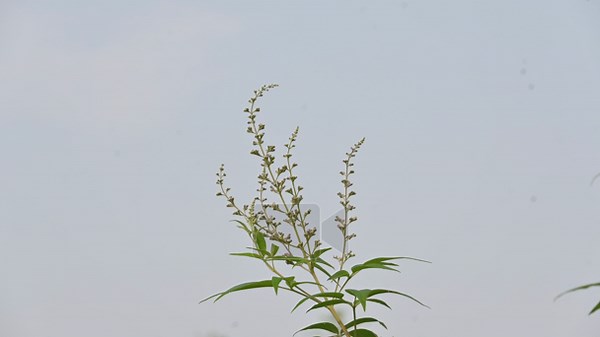 Vitex negundo plant flower. Its other name Chinese chaste tree,five-leaved chaste tree,horseshoe vitex, nisinda and Nirgundi. It is a large aromatic shrub. It is an Ayurvedic medicine Stock Video Footage - Alamy