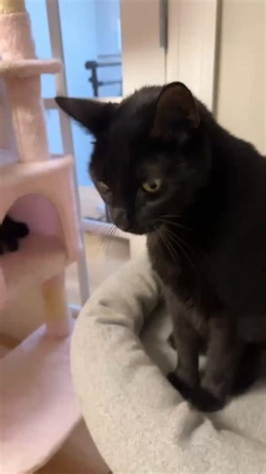 436 reactions · 97 shares |  Meet Puma  This handsome boy came to...